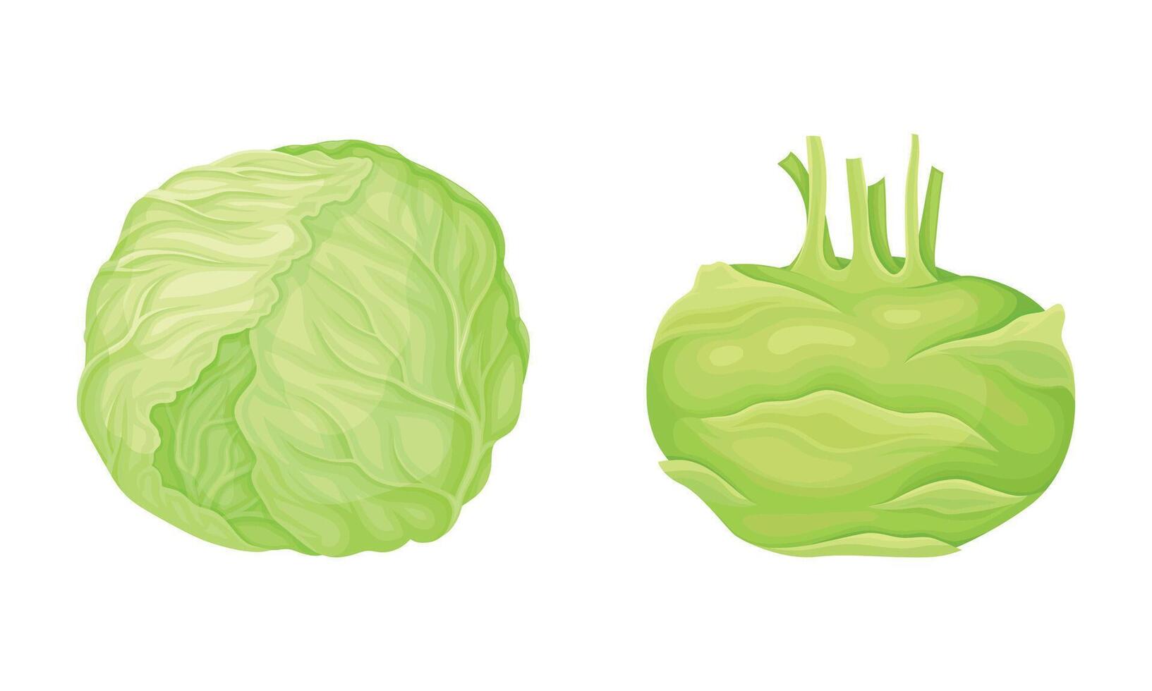 Turnip and Cappage as Ripe Vegetable and Healthy Raw Food Set vector
