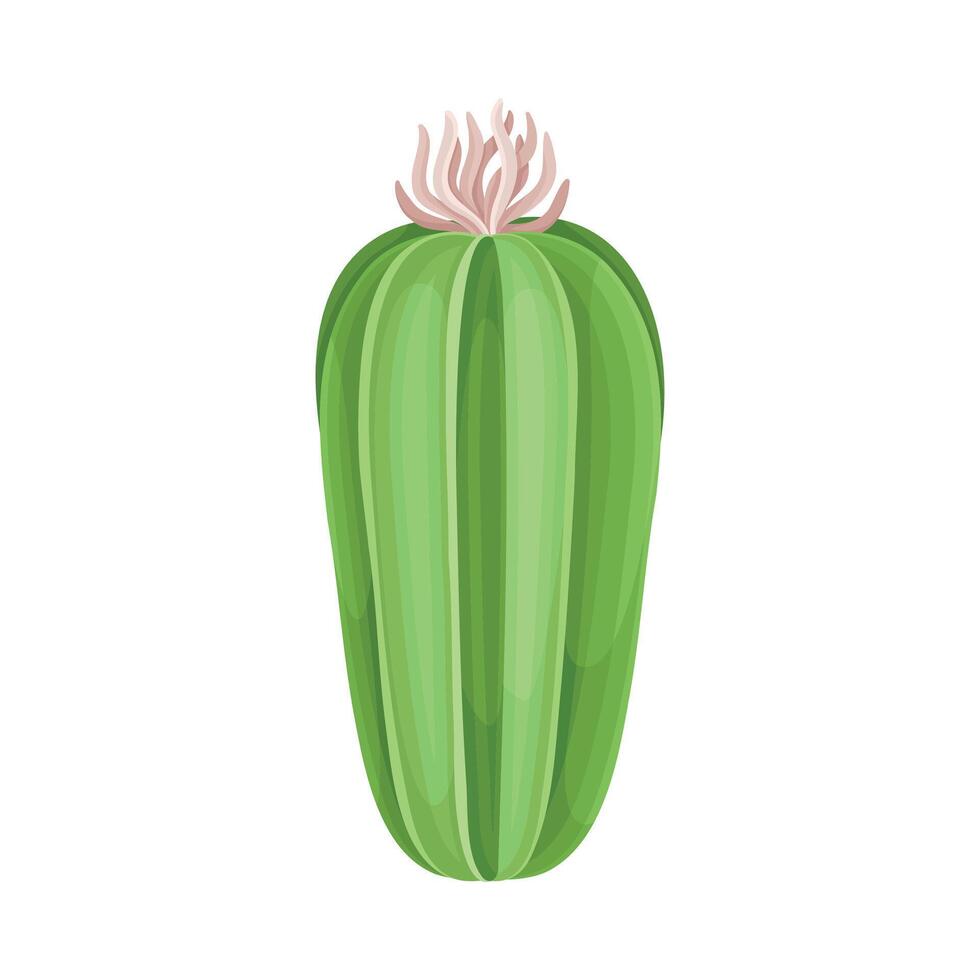Blooming cactus indoor plant illustration on white background vector