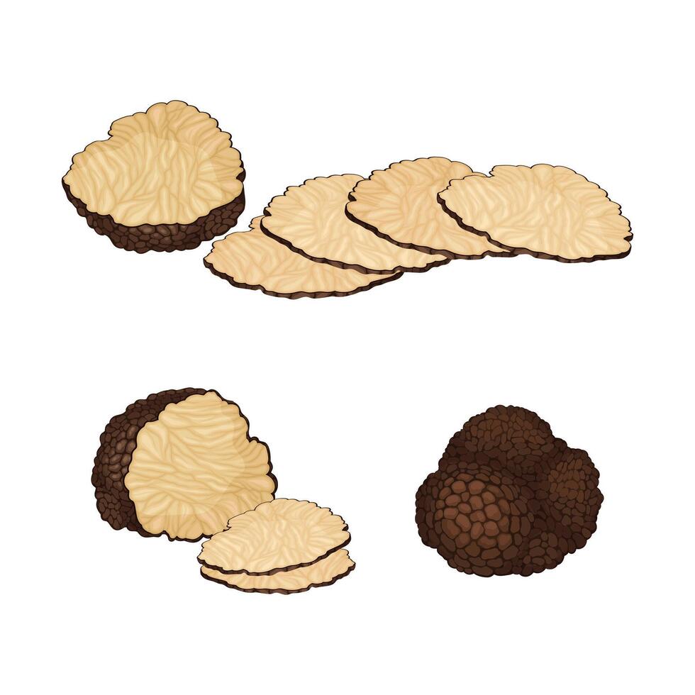 Whole and Sliced Truffle as Fruiting Body of Subterranean Ascomycete Fungus Set vector
