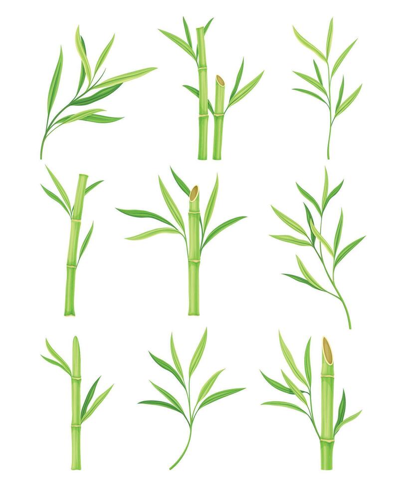 Bamboo as Evergreen Perennial Flowering Plant with Hollow Stem and Green Leaf Set vector