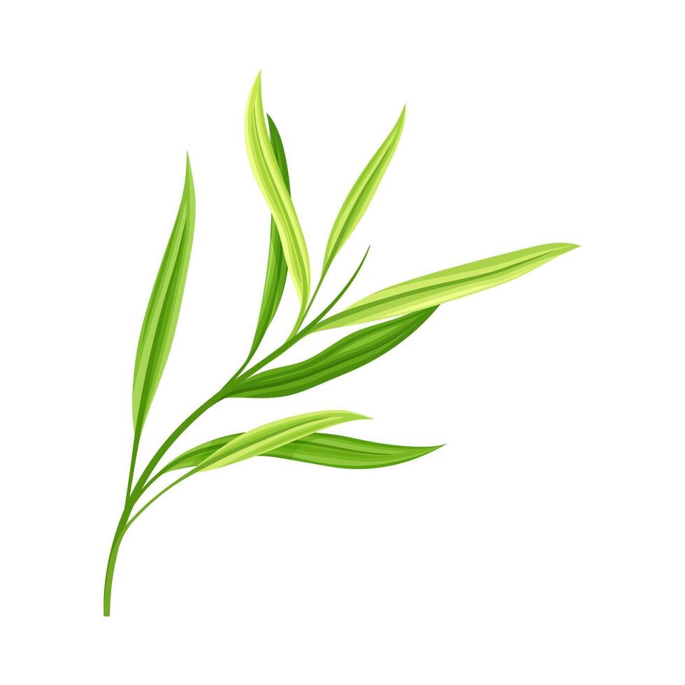Bamboo Foliage and Green Leaf with Stem Illustration vector