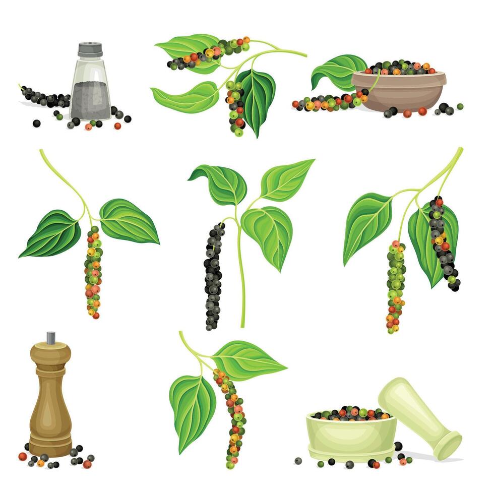 Black pepper plants set. Natural organic herb spice illustration vector