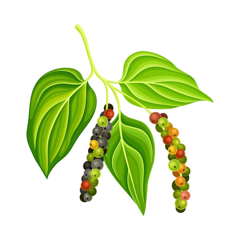 Black pepper plant with green leaves and peppercorns. Natural organic herb spice illustration vector