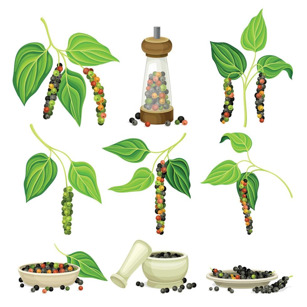 Black pepper plants with peppercorns set. Natural organic herb seasoning spice illustration vector