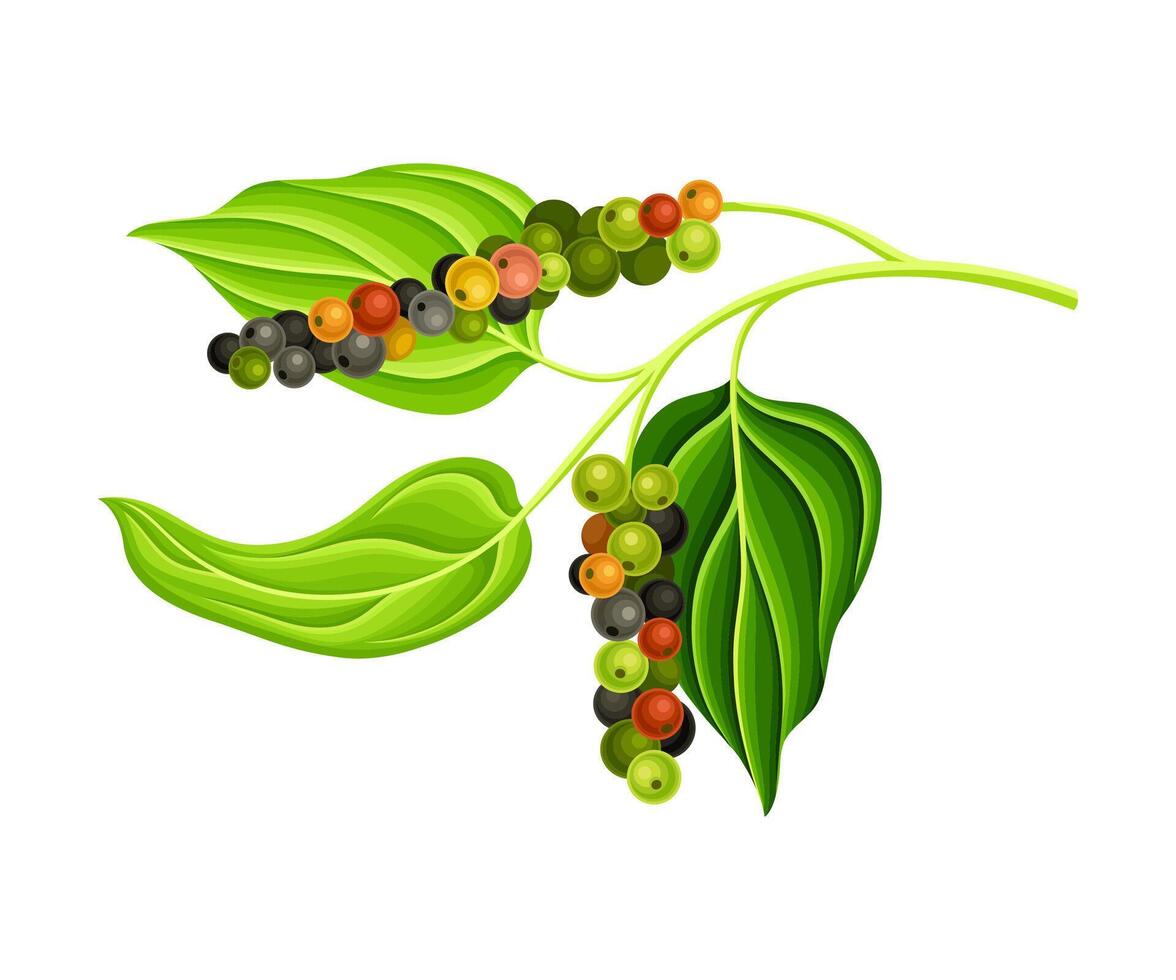 Black pepper plant. Natural organic herb spice illustration vector
