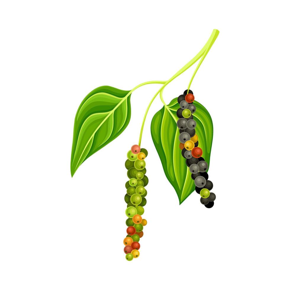 Pepper plant with leaves and unripe peppercorns. Natural organic herb spice design illustration vector
