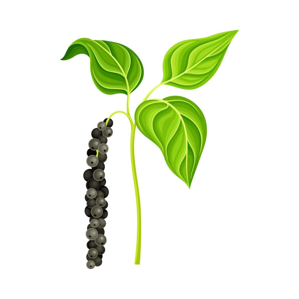 Black pepper plant. Natural organic herb spice design illustration vector