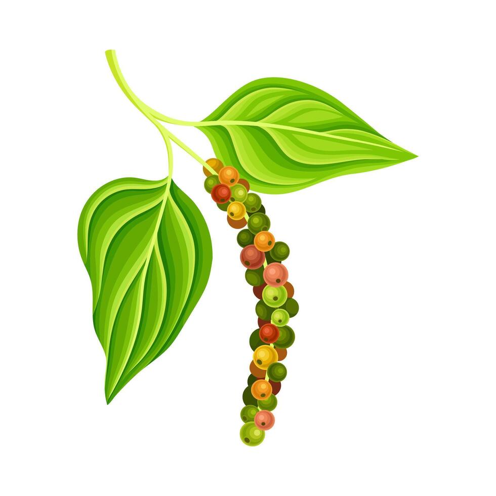 Pepper plant with unripe peppercorns. Natural organic herb spice design element illustration vector