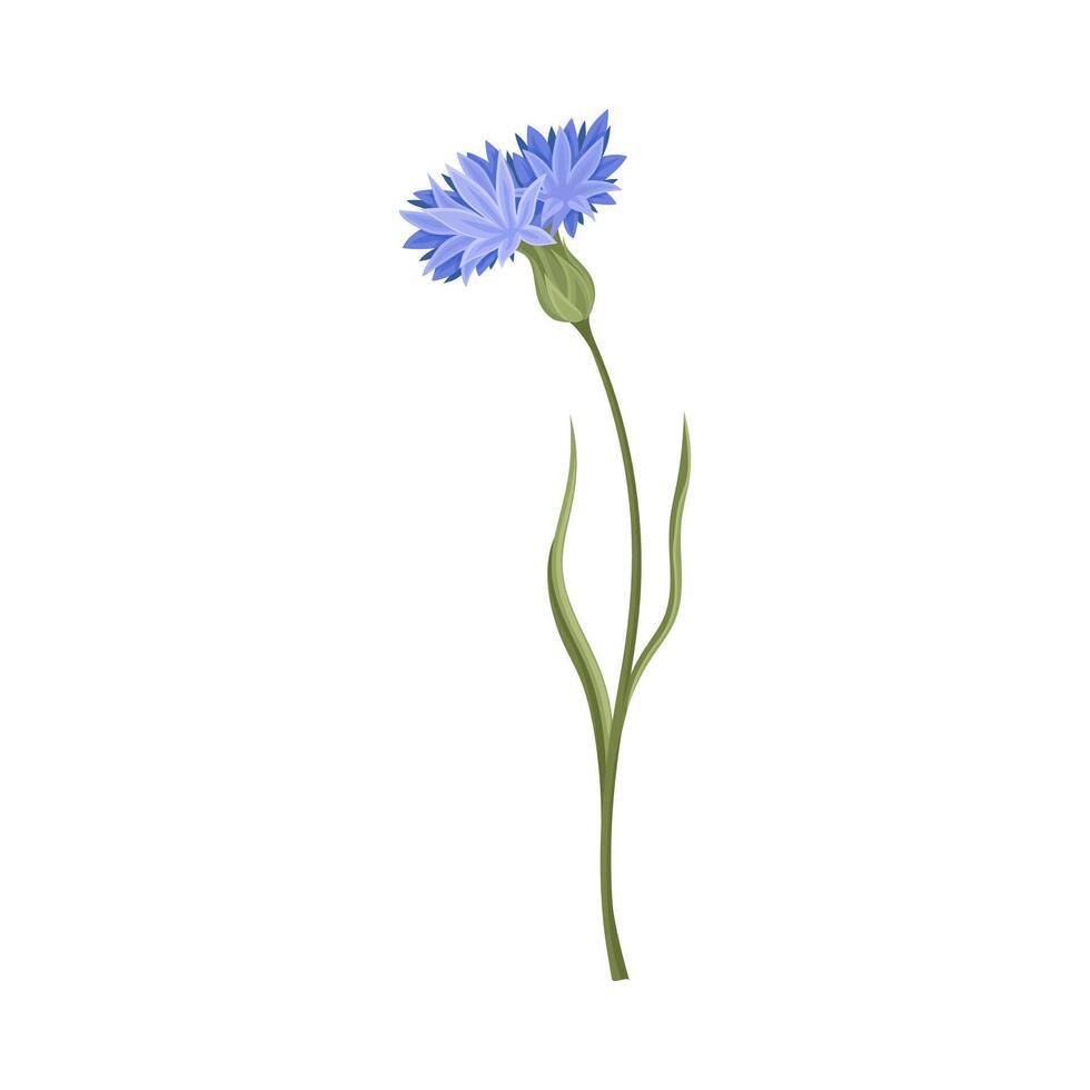 Blue Cornflower Flower or Delicate Blossom on Leafy Stem Illustration vector