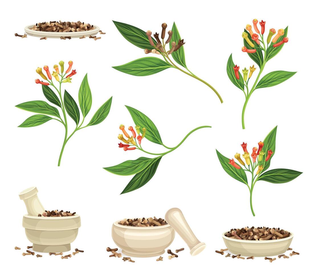 Clove Branch with Aromatic Flower Bud and Dried Spice in Mortar with Pestle Set vector