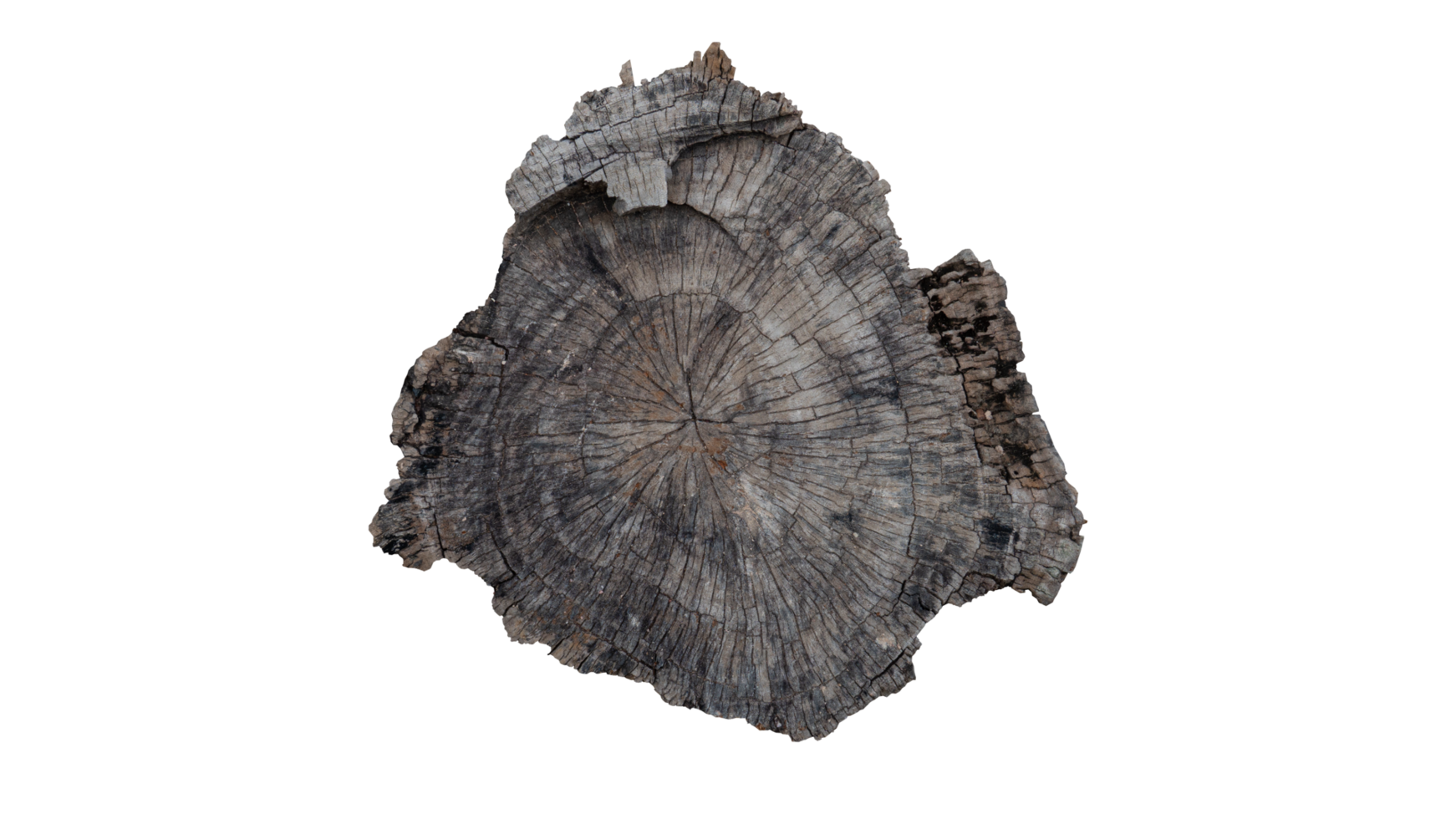 Above view of base of an old tree that has been cut down. For background and textured. png