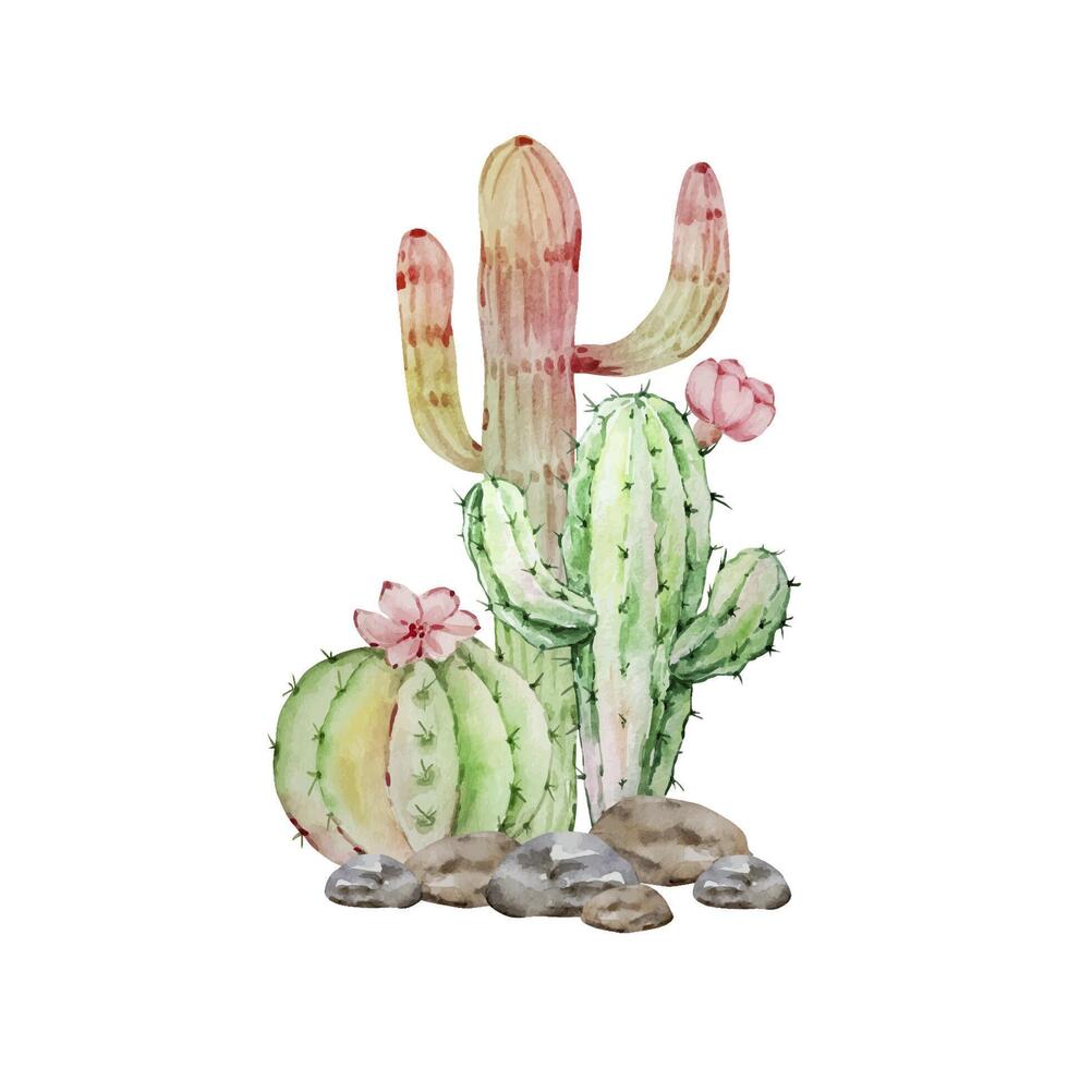 Watercolor cactus and succulent composition, tropical plants vector