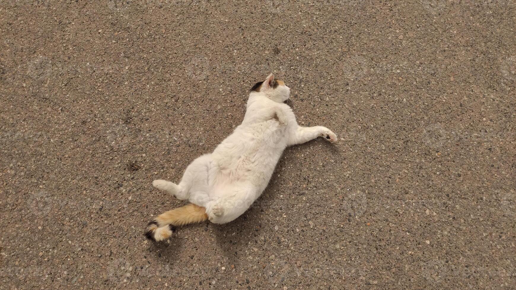 Relaxed cat lying on the ground enjoying the warmth of the sun with a playful demeanor and a calm expression showcasing a peaceful pet lifestyle concept photo