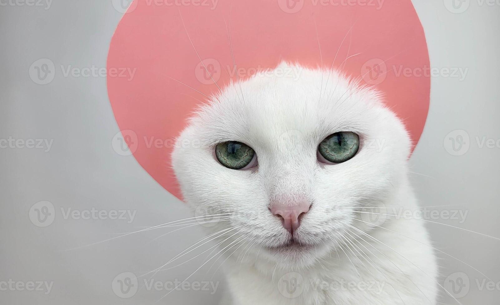 A white cat in a pink kokoshnik with beautiful eyes looks directly at the camera. photo