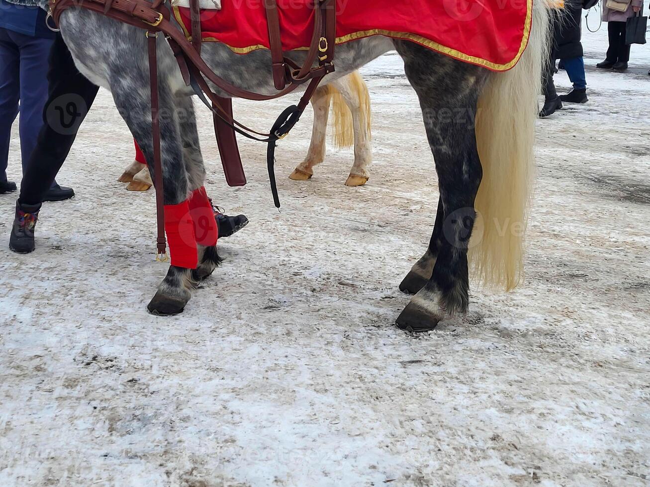 The legs of a bay horse with a long tail standing on wet snow on asphalt. photo