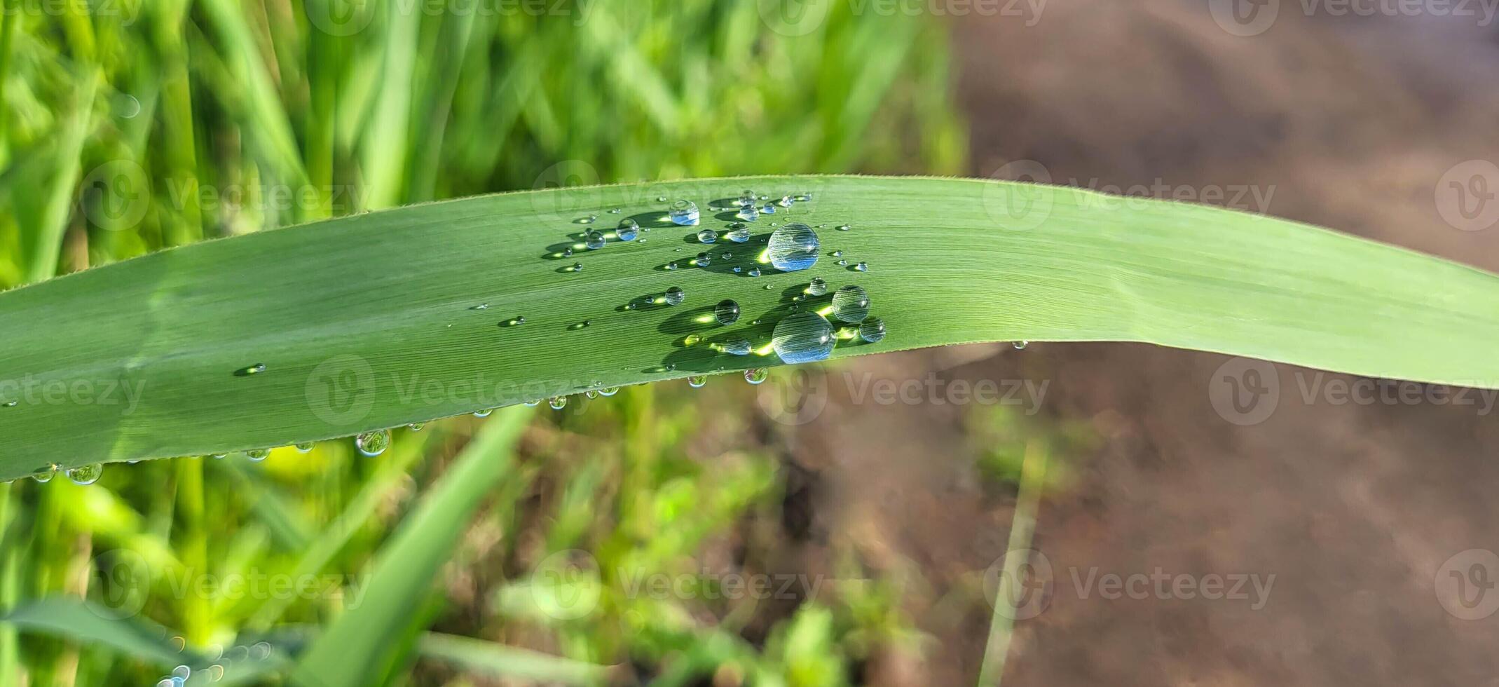 Sparkling transparent raindrops with shadows on a summer day, background of water droplets on a blade of grass after the rain photo