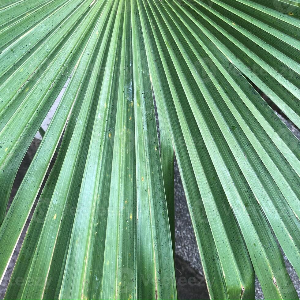 Close-up texture and structure of a green palm leaf. photo