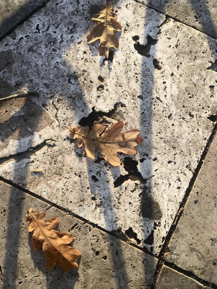 Dry autumn oak leaves on stone tiles illuminated by the soft golden sunset light. photo