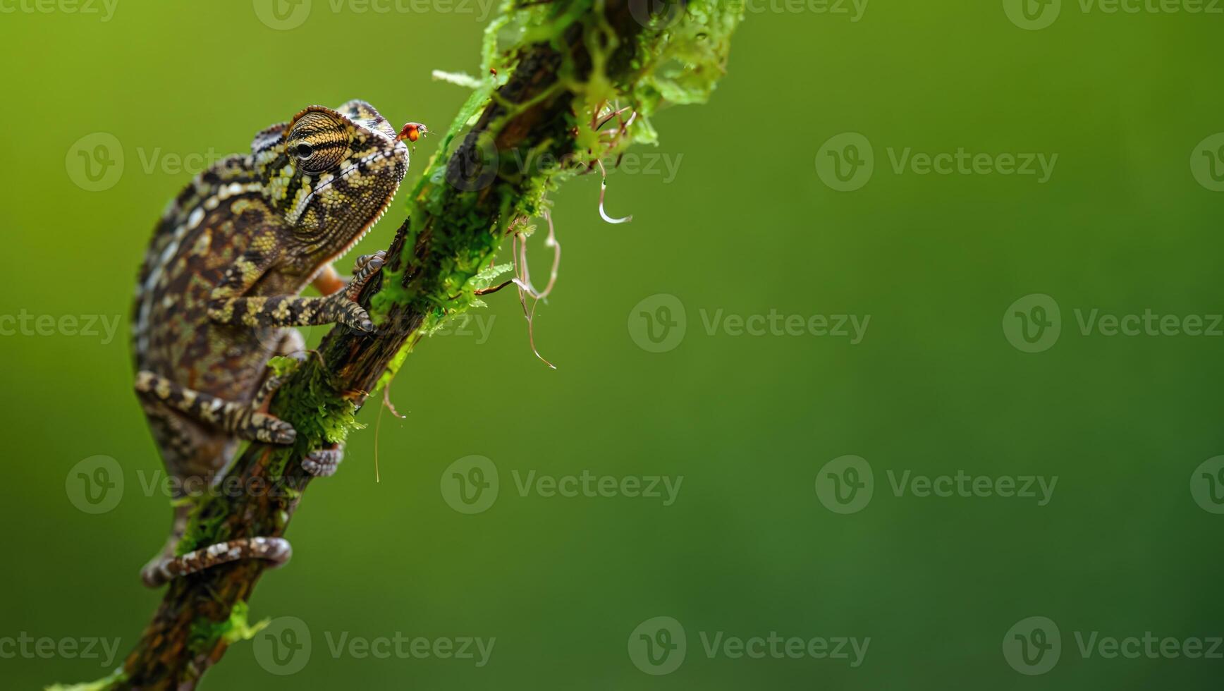 Small colorful lizard sitting on a moss covered branch in a lush green forest under soft natural light during the day photo