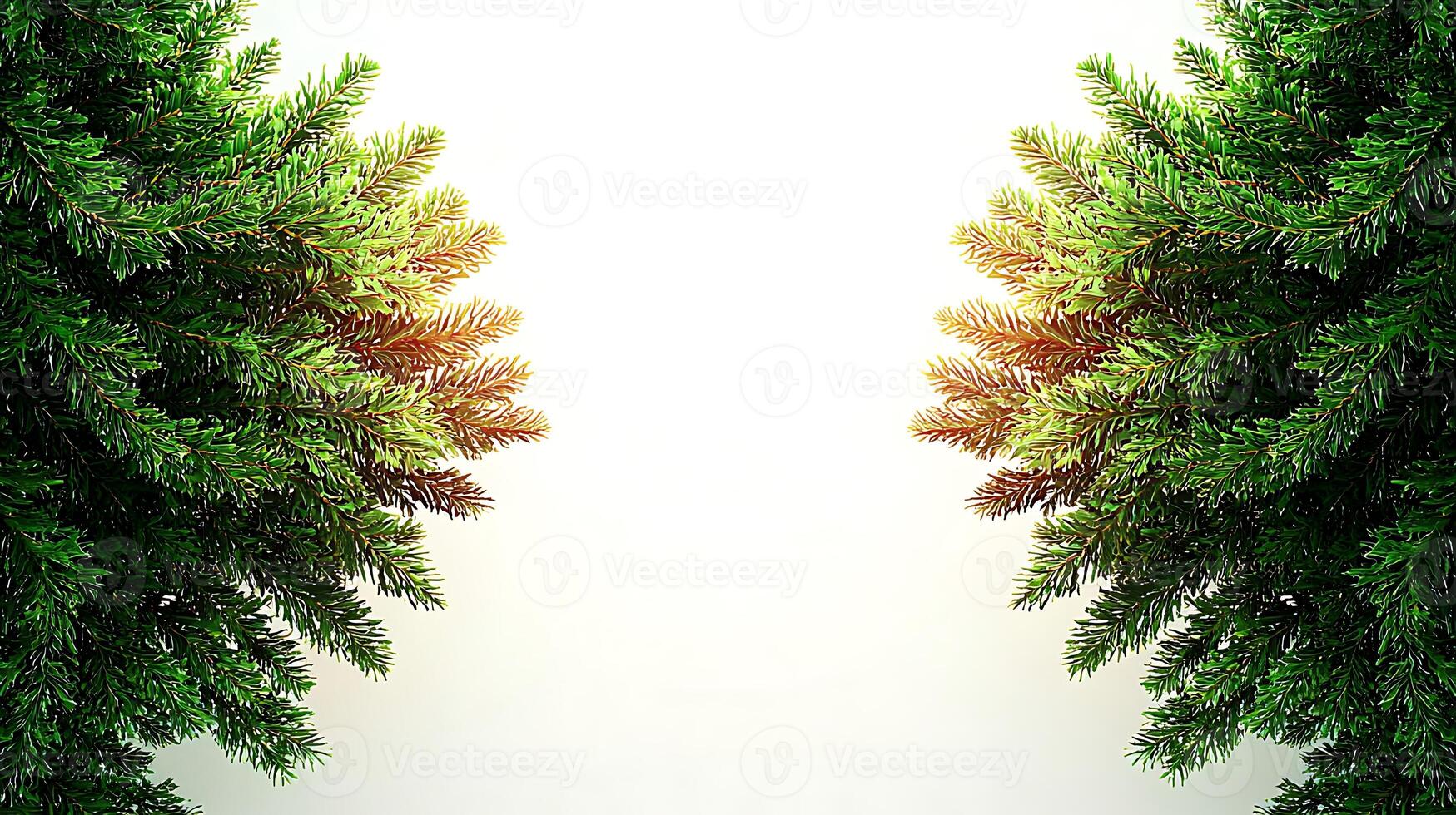 Christmas tree branches on white background photo