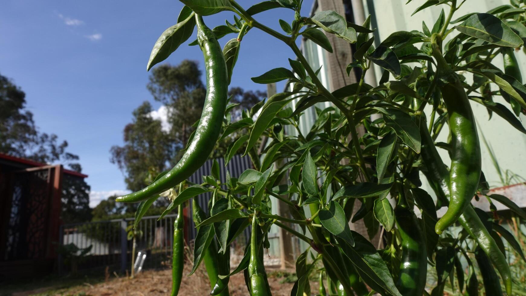 Green Cayenne chilli Australia hybrid hot, the plant grows abundance of chilli pods, used in South Asian cooking including hot sauces photo