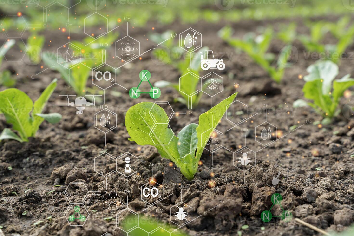 Seedling in cultivated agricultural field with graphic concept modern agricultural technology photo