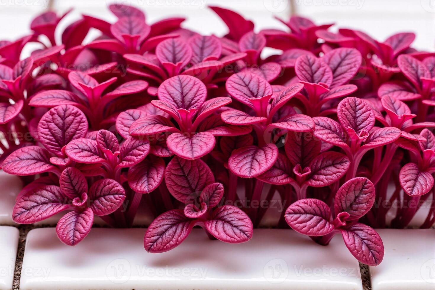 Vibrant purple amaranth plant with glossy leaves and intricate veins, symbolizing natures beauty and versatility in culinary and decorative contexts photo