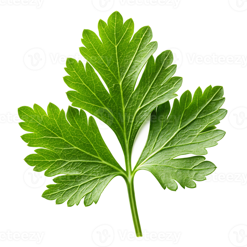 Fresh green parsley leaf isolated png