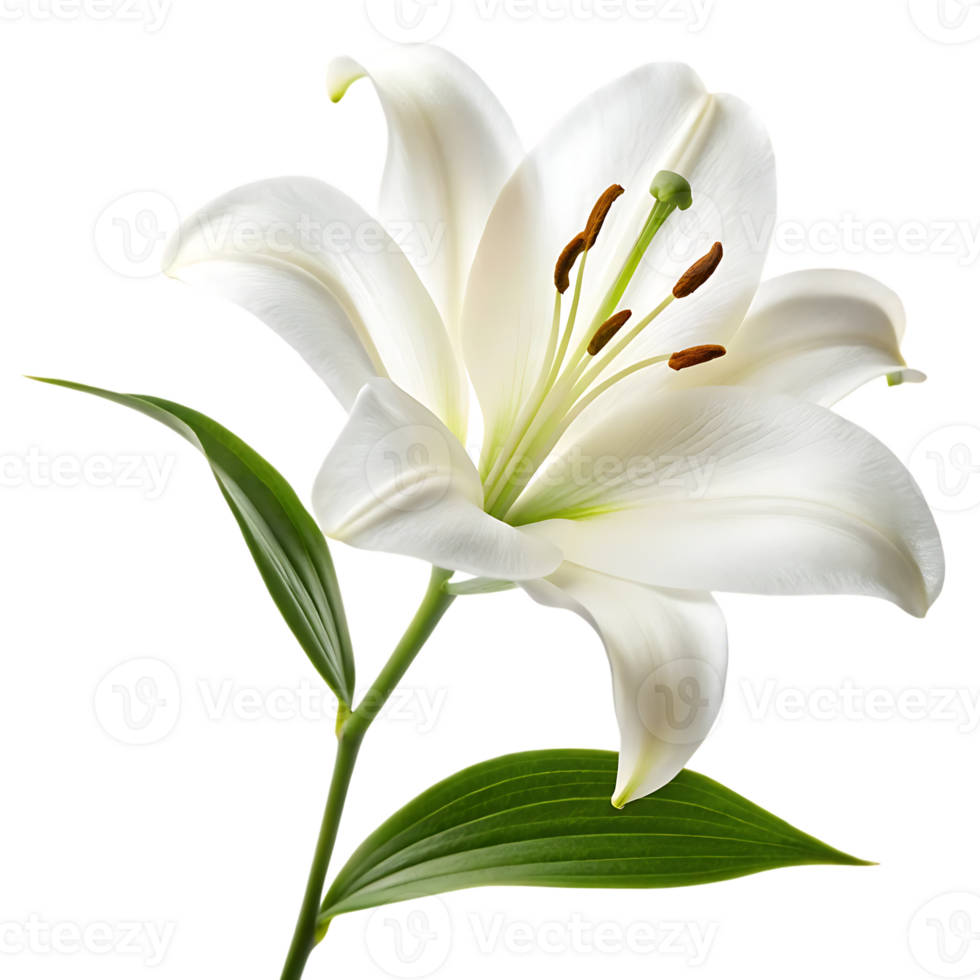 Single white lily flower png