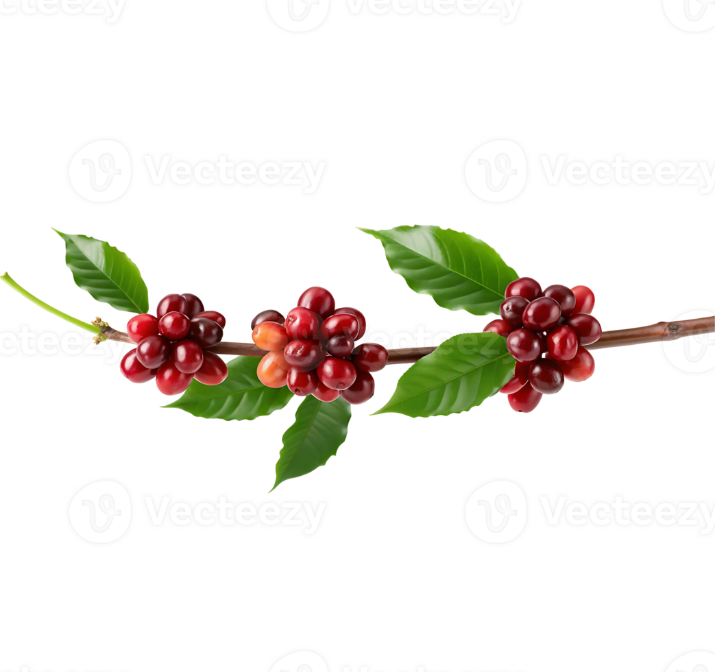 Fresh coffee beans on branch with leaves png