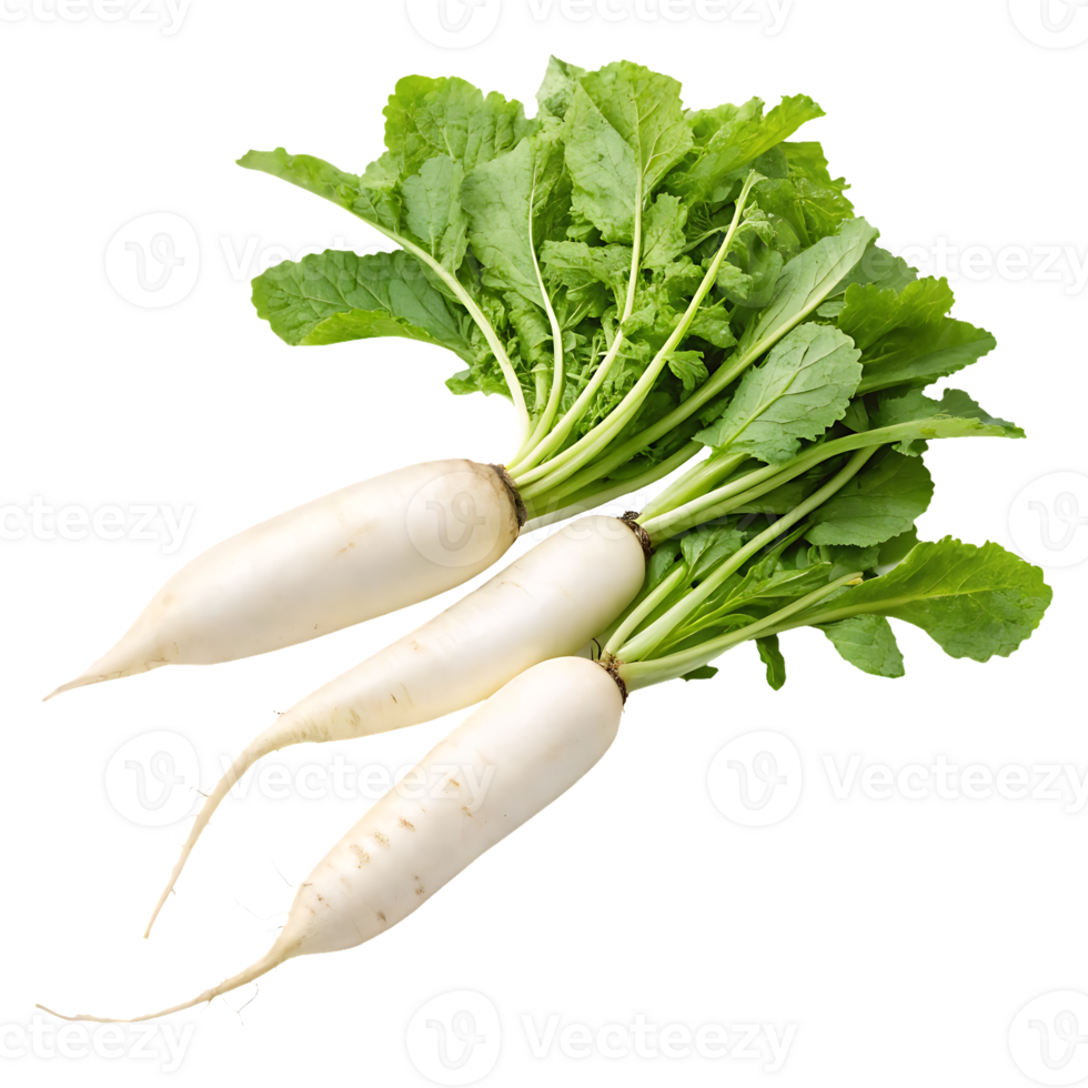 Fresh white radishes with green leaves. png