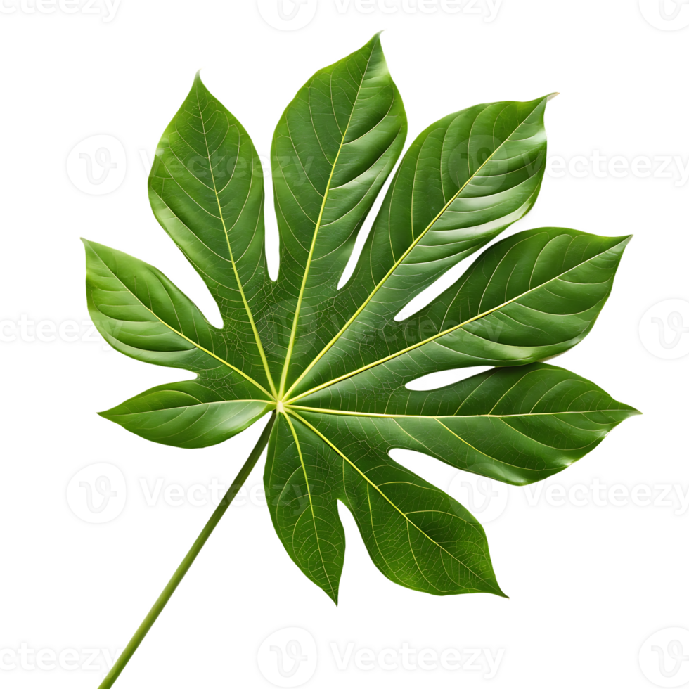 Single vibrant green leaf png