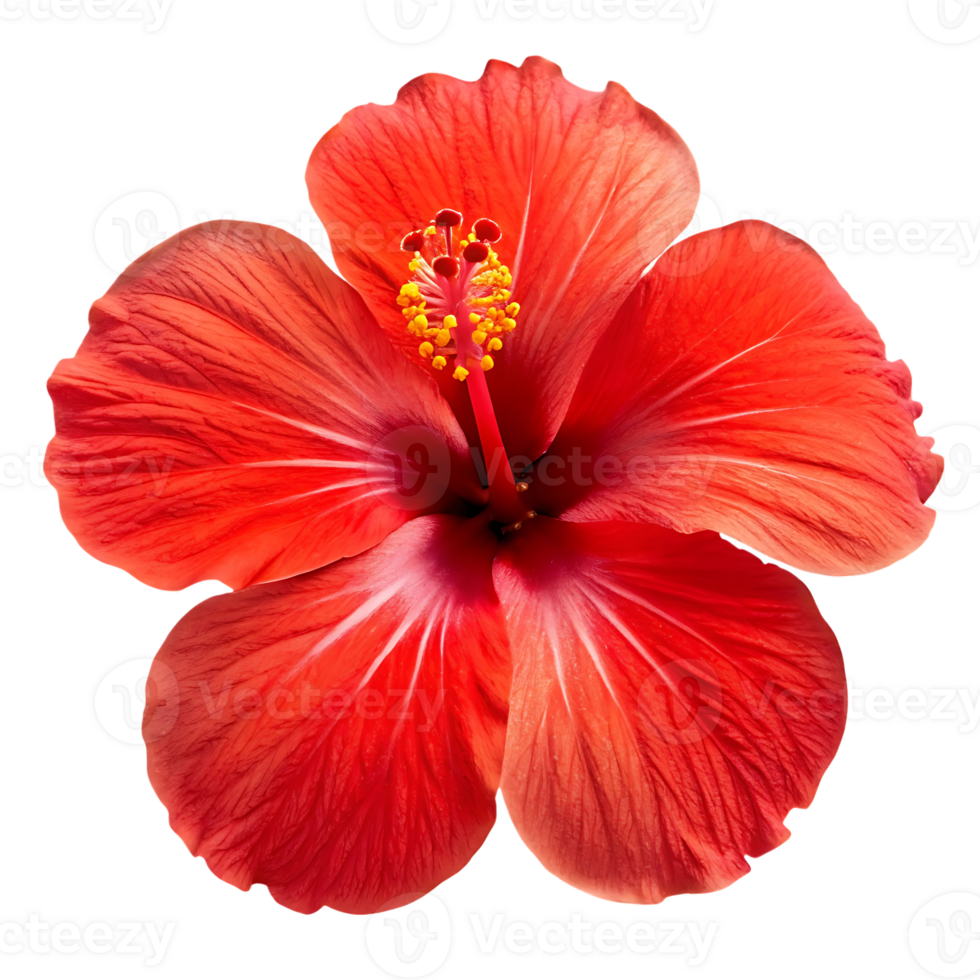 Close up of a vibrant red hibiscus flower. png