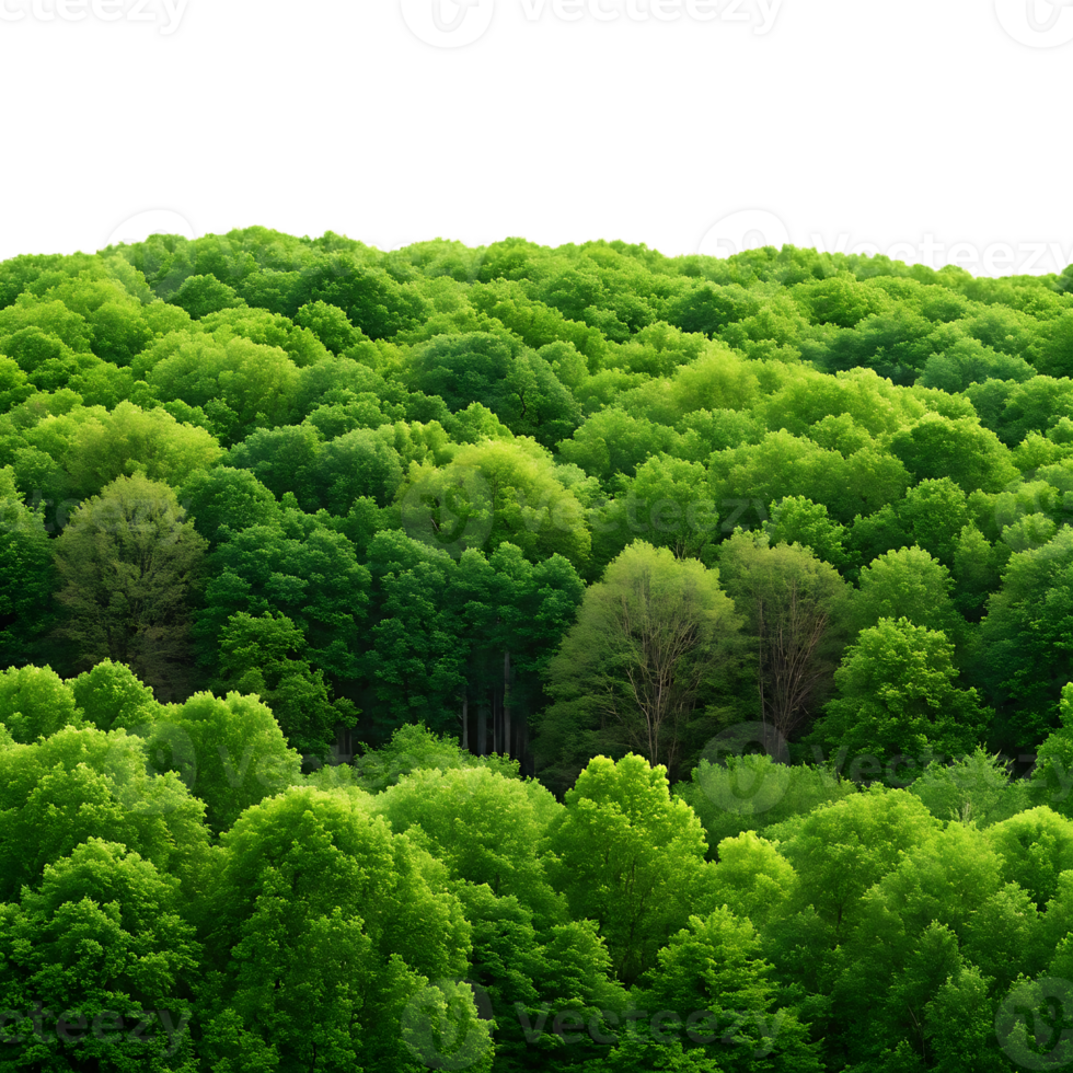Lush green forest canopy from above png