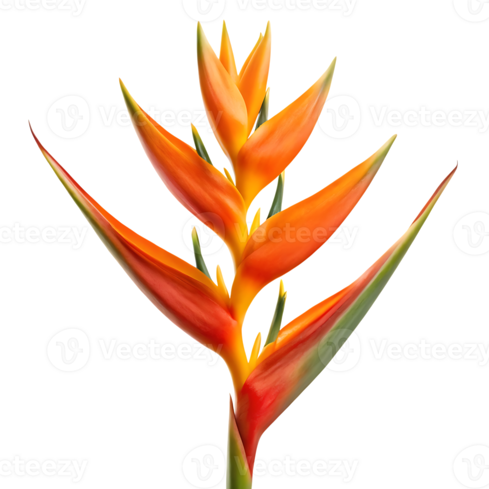Vibrant orange Heliconia flower png