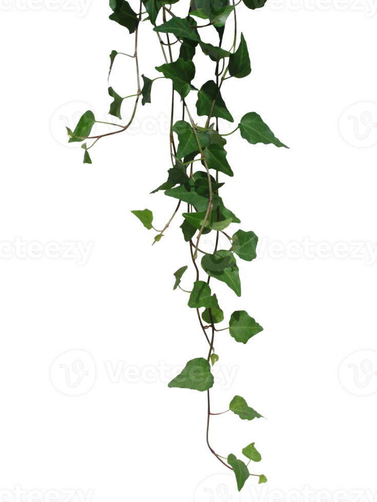 Hanging Green Ivy Vines on Transparent Background png