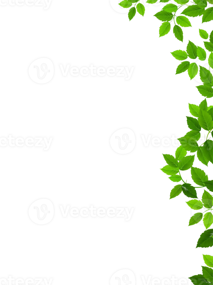 Hanging Green Ivy Vines on Transparent png