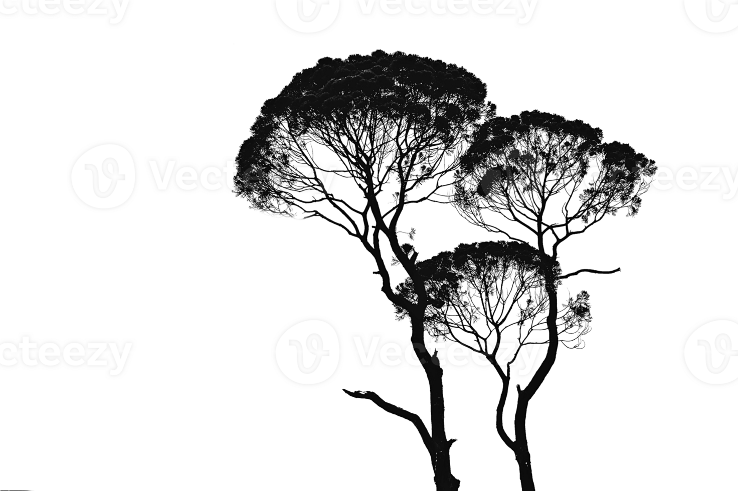 Cluster of Evergreen Trees on Transparent png