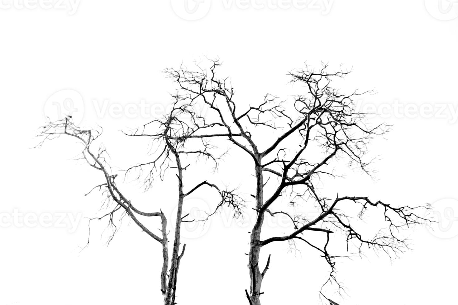 Cluster of Evergreen Trees png