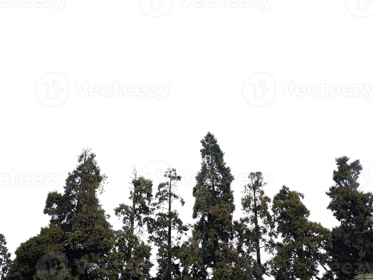Cluster of Evergreen Trees on Transparent Background png