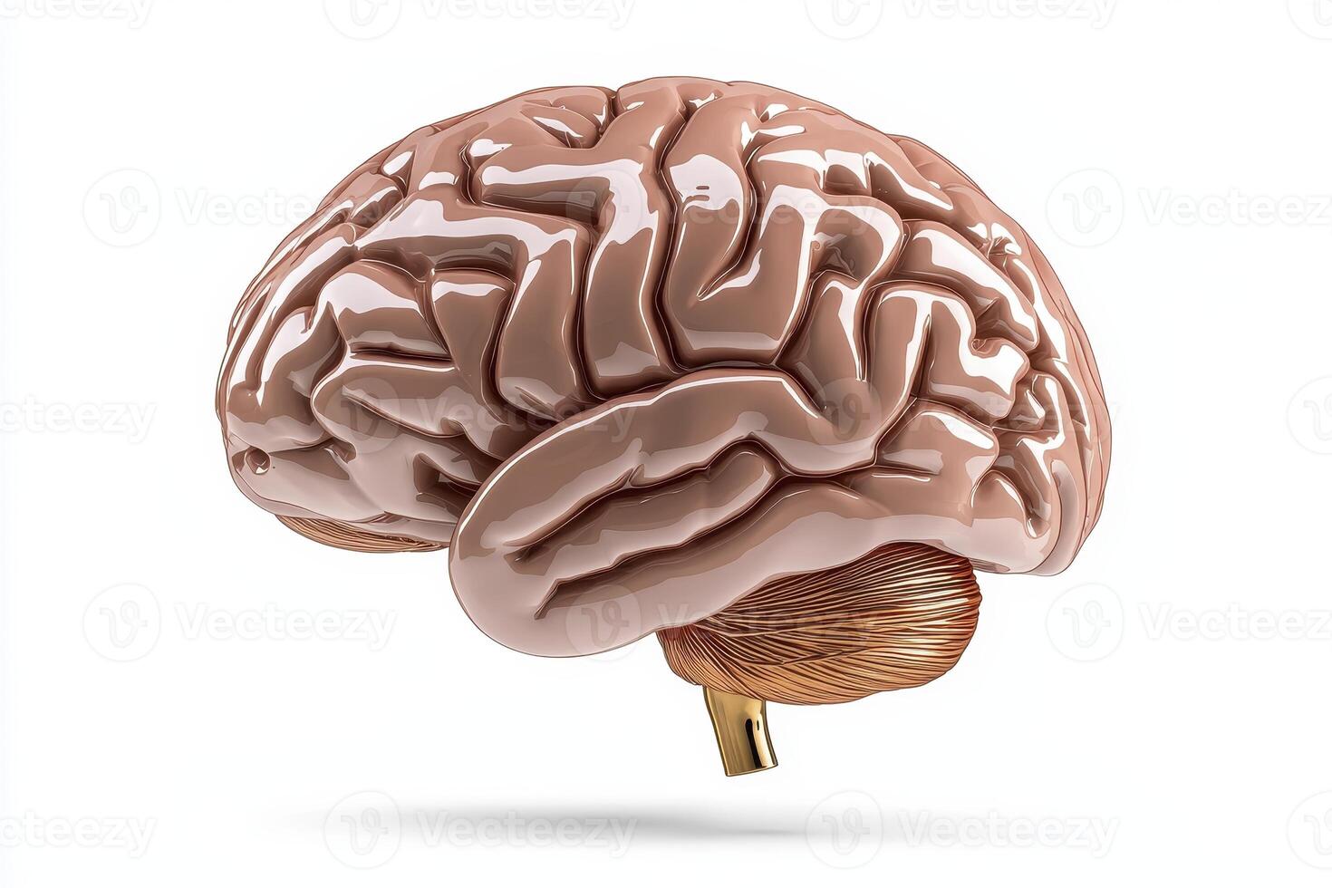 Detailed 3D Render of Human Brain, Light Brown, Isolated on White photo