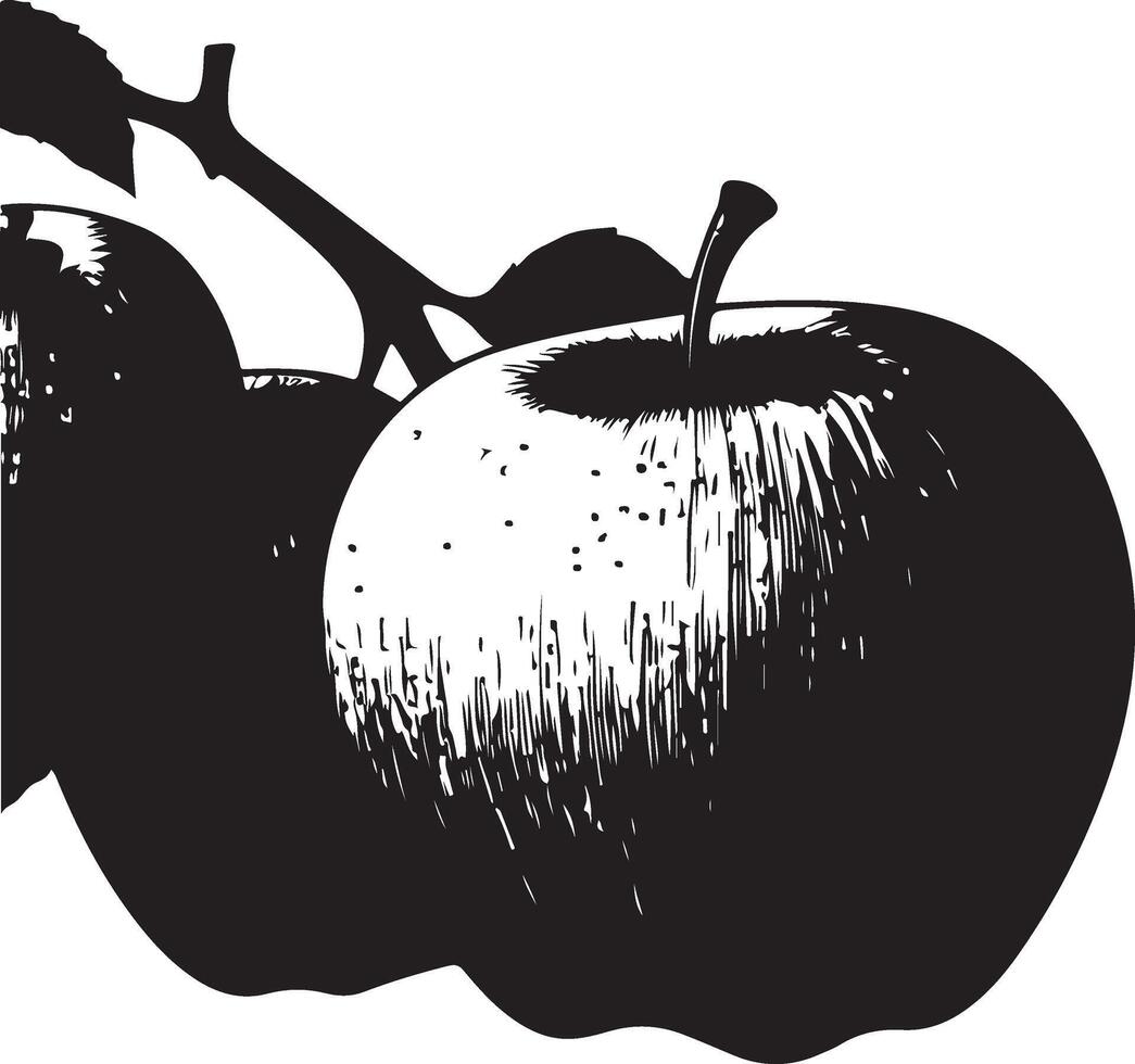 Black and white illustration of apples on a branch vector