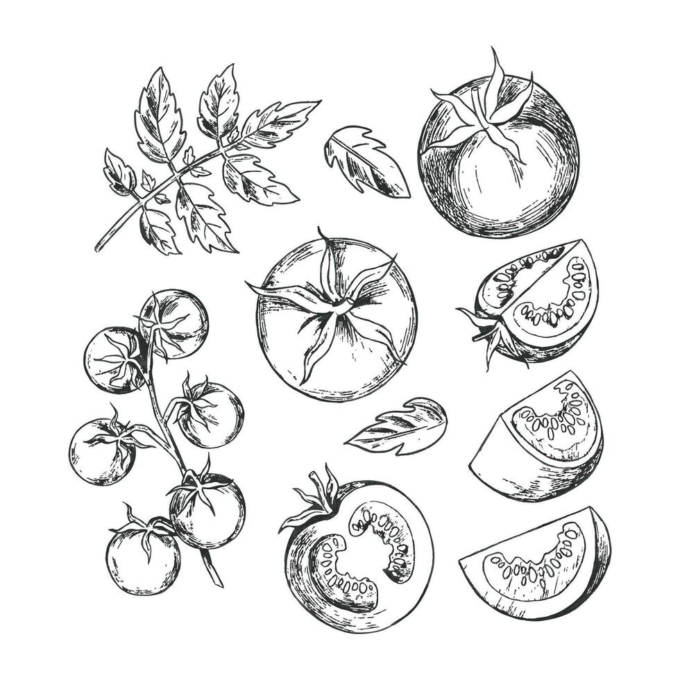 Illustration of hand drawn tomatoes slices and leaves, showcasing different cuts. Features detailed line art suitable for culinary or botanical designs vector
