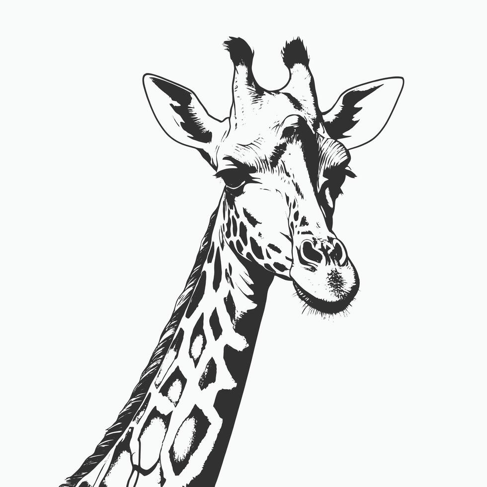 A black and white drawing of a giraffe vector