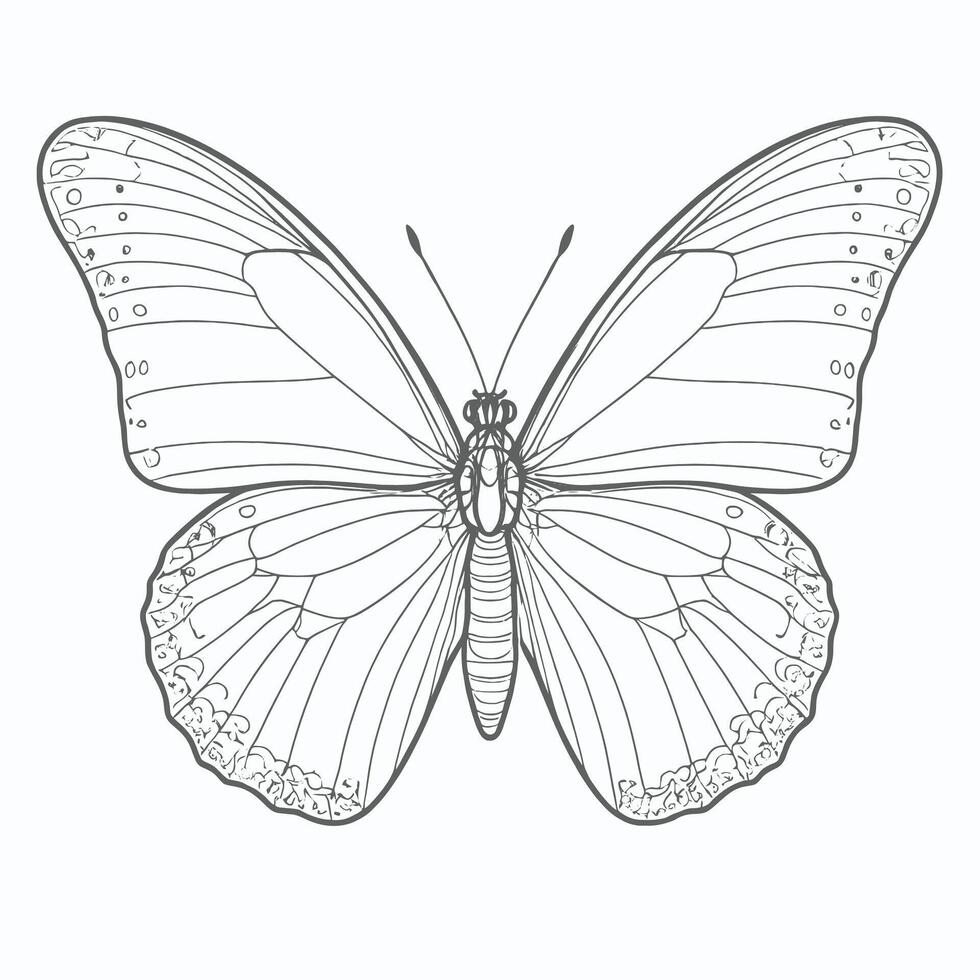 Butterfly coloring pages for kids vector
