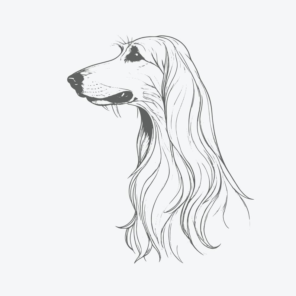 illustration of afghan hound dog vector