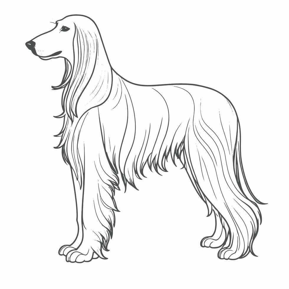 Afghan hound coloring pages vector