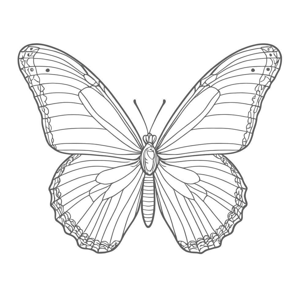 A butterfly coloring page with a black and white image vector