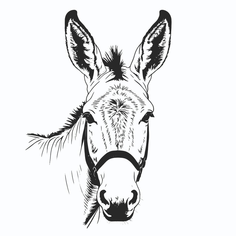 A drawing of a donkey's head vector