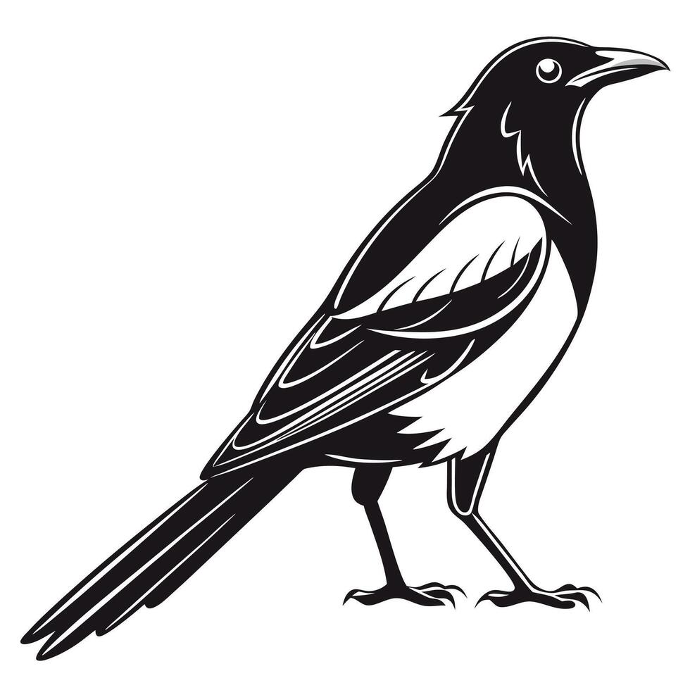 Black and white magpie bird vector